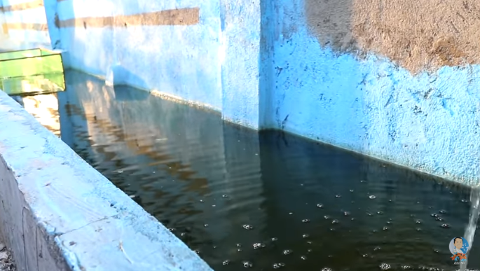 Fish Farm Producing Thousands of Fish