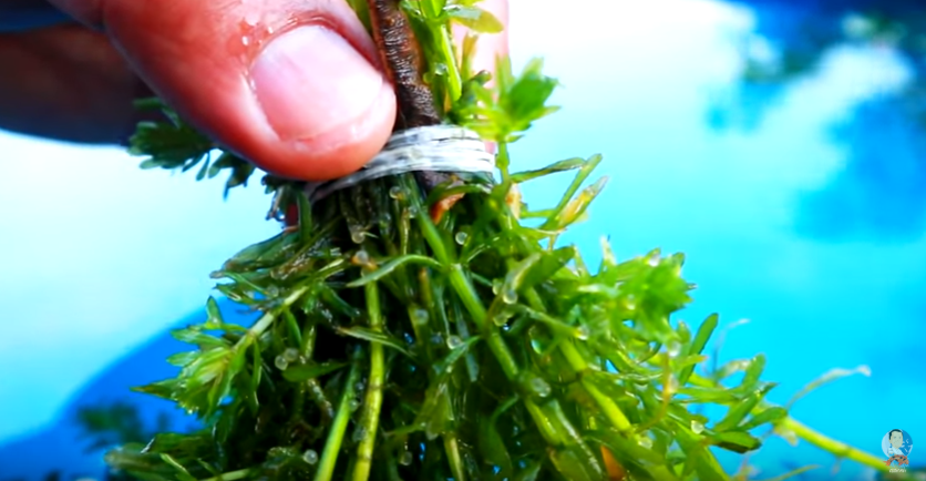 Basics in Shubunkin Breeding