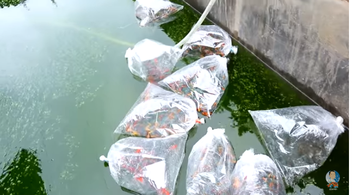 Unloading Multi-Colored Molly Fishes