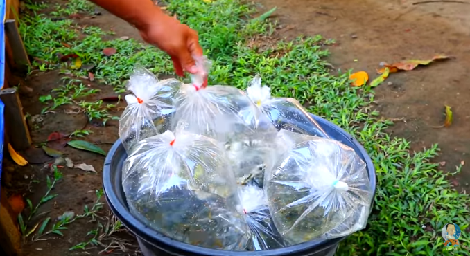 Fish Farm Producing Thousands of Fish