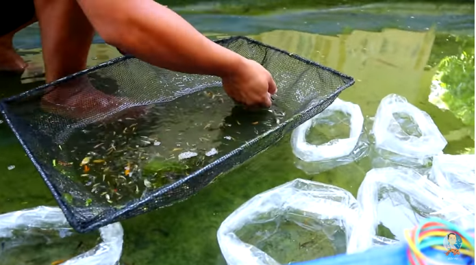 Fish Farm Producing Thousands of Fish
