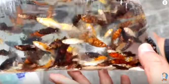 Unloading Multi-Colored Molly Fishes