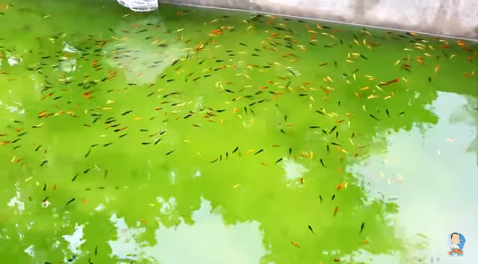 Unloading Multi-Colored Molly Fishes