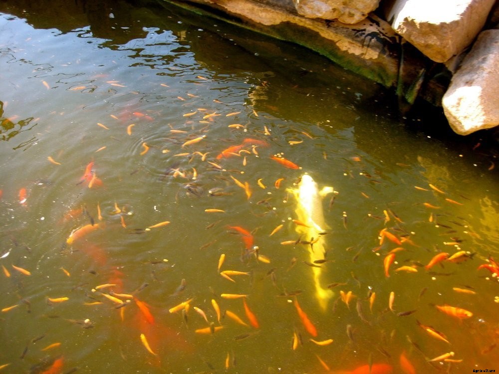 The “Must-Not” to Succeed in Fish Breeding
