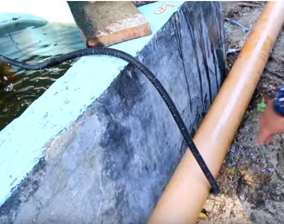 Most Asked Questions in Fish Breeding