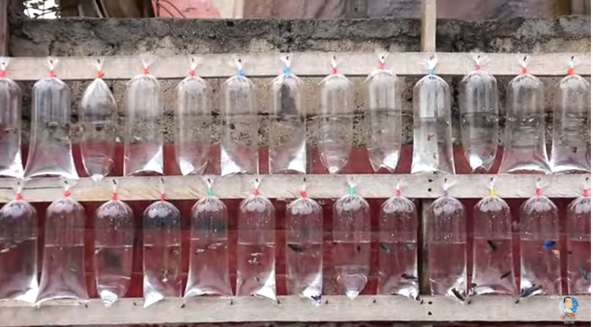 Taking Care and Collecting Beautiful Guppies