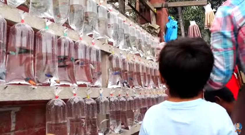 Taking Care and Collecting Beautiful Guppies