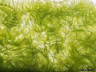 The “Must-Not” to Succeed in Fish Breeding