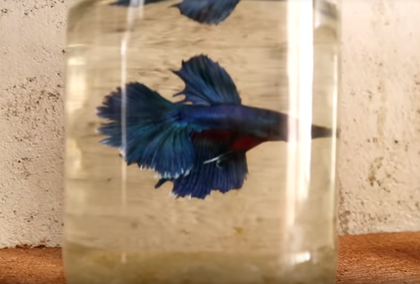 Update on My Fish Tank and Multi-Color Candy Betta Fish Breeder