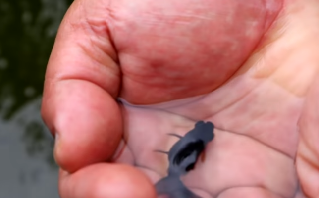 Fish Keeping, Fish Breeding and Beyond: Untold Secrets