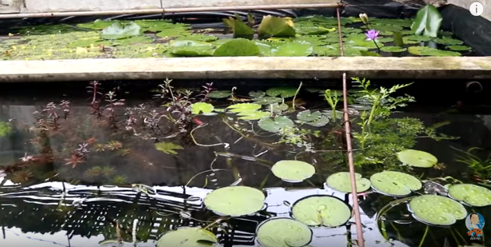 Fish Keeping, Fish Breeding and Beyond: Untold Secrets