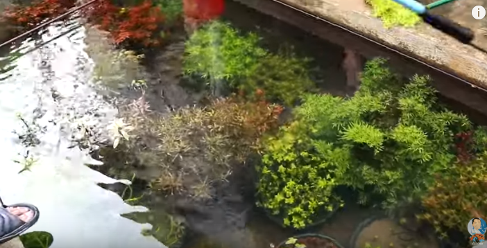 Fish Keeping, Fish Breeding and Beyond: Untold Secrets