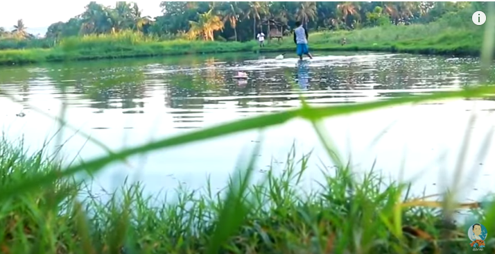 Another Cute Baby Fishes Again!