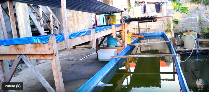 Another Cute Baby Fishes Again!