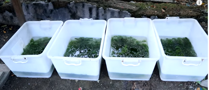 Another Cute Baby Fishes Again!