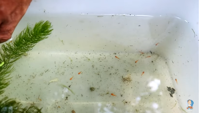 Another Cute Baby Fishes Again!