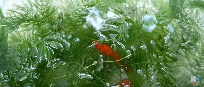 Another Cute Baby Fishes Again!