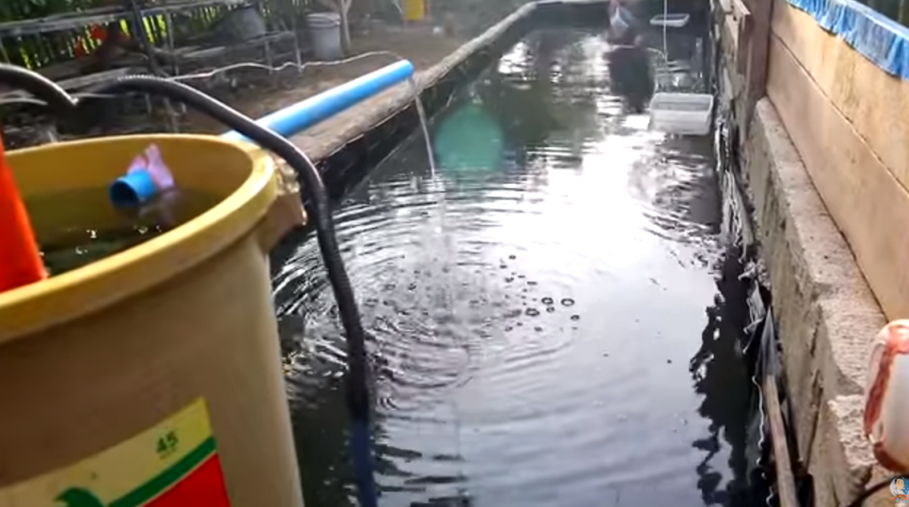 Thousands of Fish Added in my 10,000 Gallon Pond