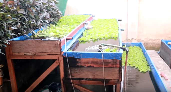 Growing Fish and Plants Together