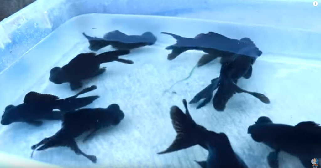 Thousands of Fish Added in my 10,000 Gallon Pond