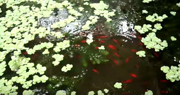 Growing Fish and Plants Together