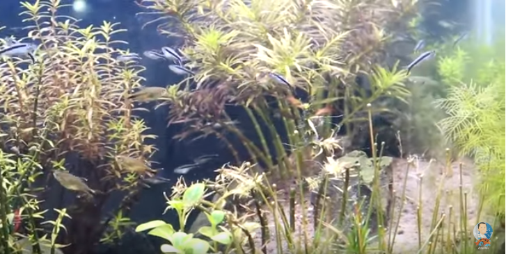 Growing Fish and Plants Together