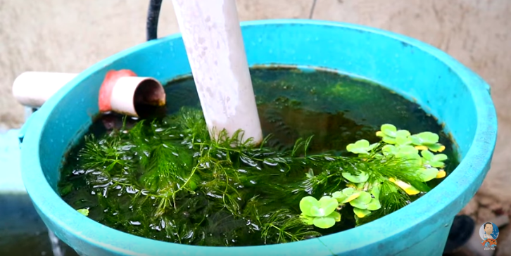 Growing Fish and Plants Together