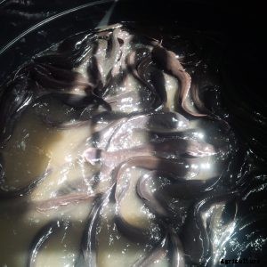 7 Tips to a successful Catfish farming Business