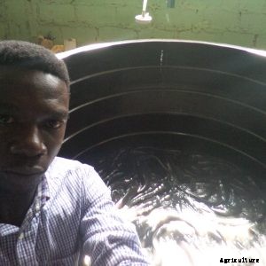 7 Tips to a successful Catfish farming Business