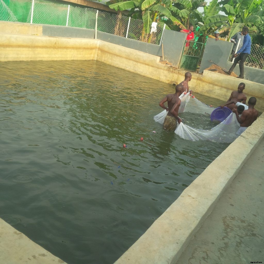 How to Calculate the FCR of your Fishes.