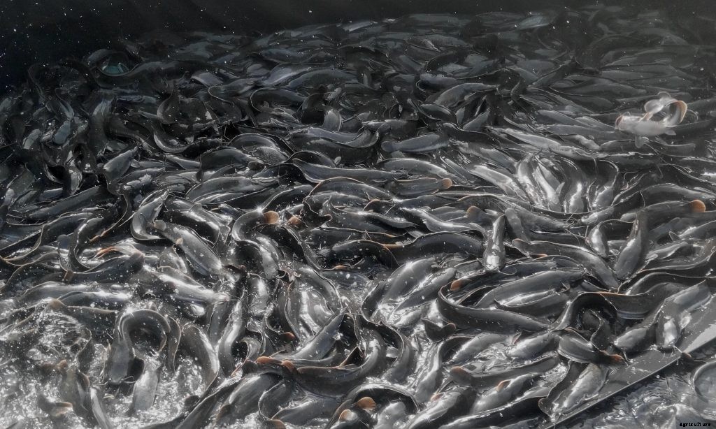 Seven Reasons why Fish Farms Fail in Nigeria.