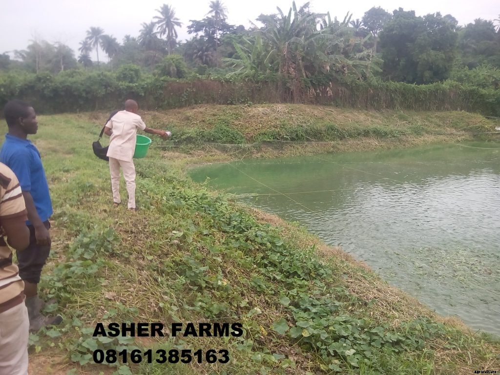 When Should I Change the Water in my Catfish Pond?