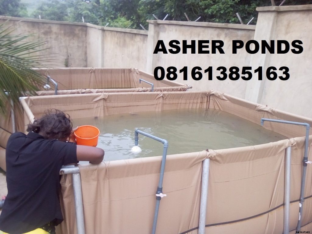 When Should I Change the Water in my Catfish Pond?