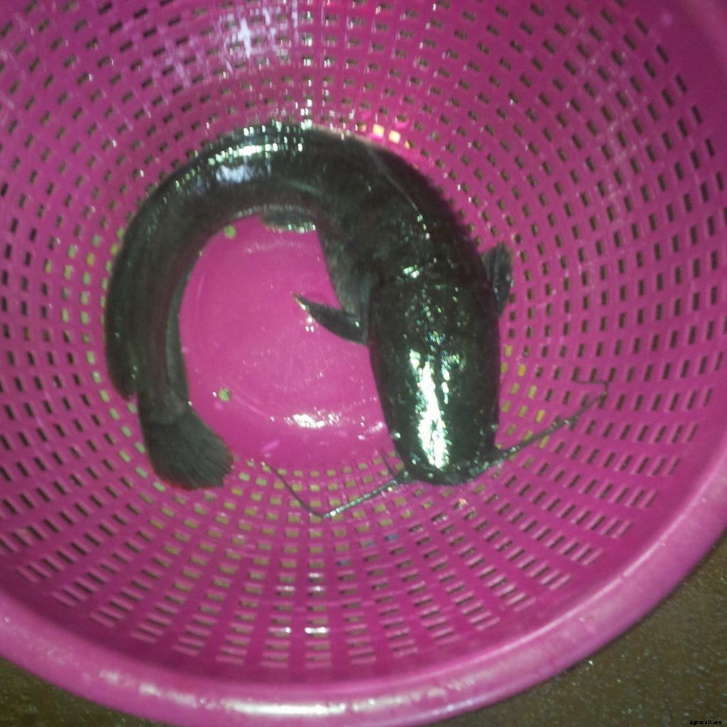 How much does it cost to grow catfish in Nigeria?