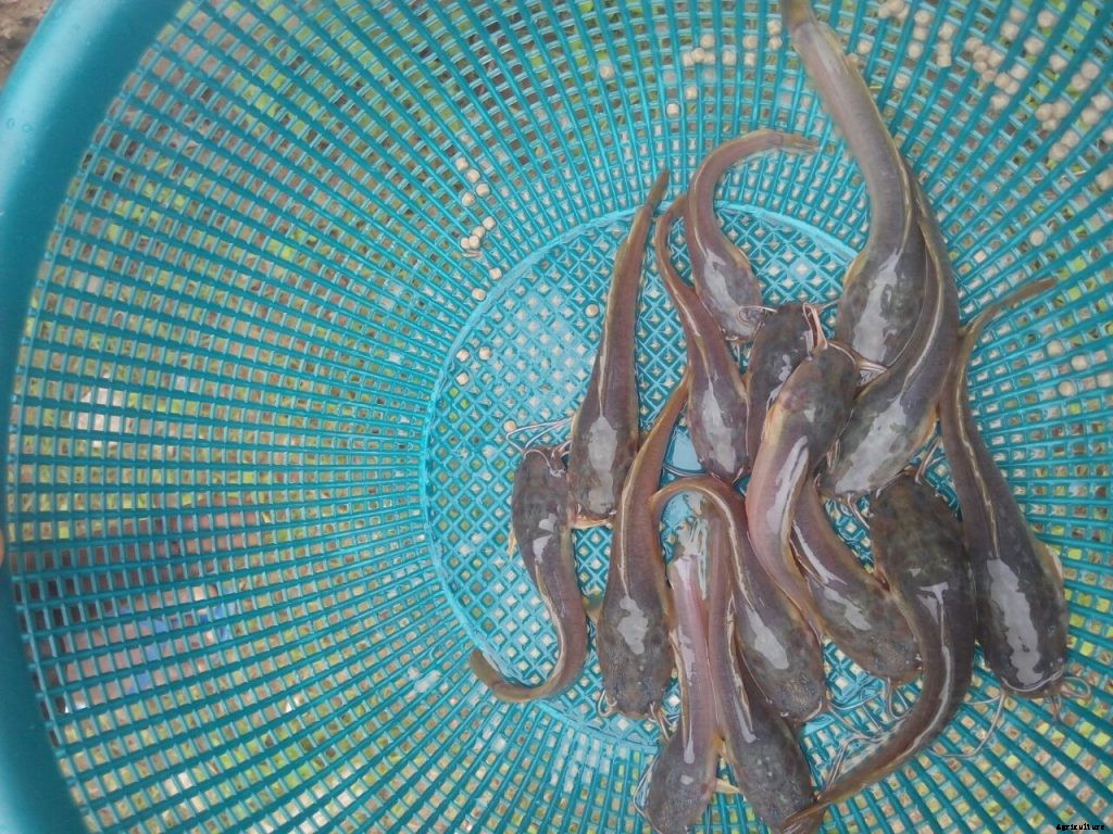 How much does it cost to grow catfish in Nigeria?