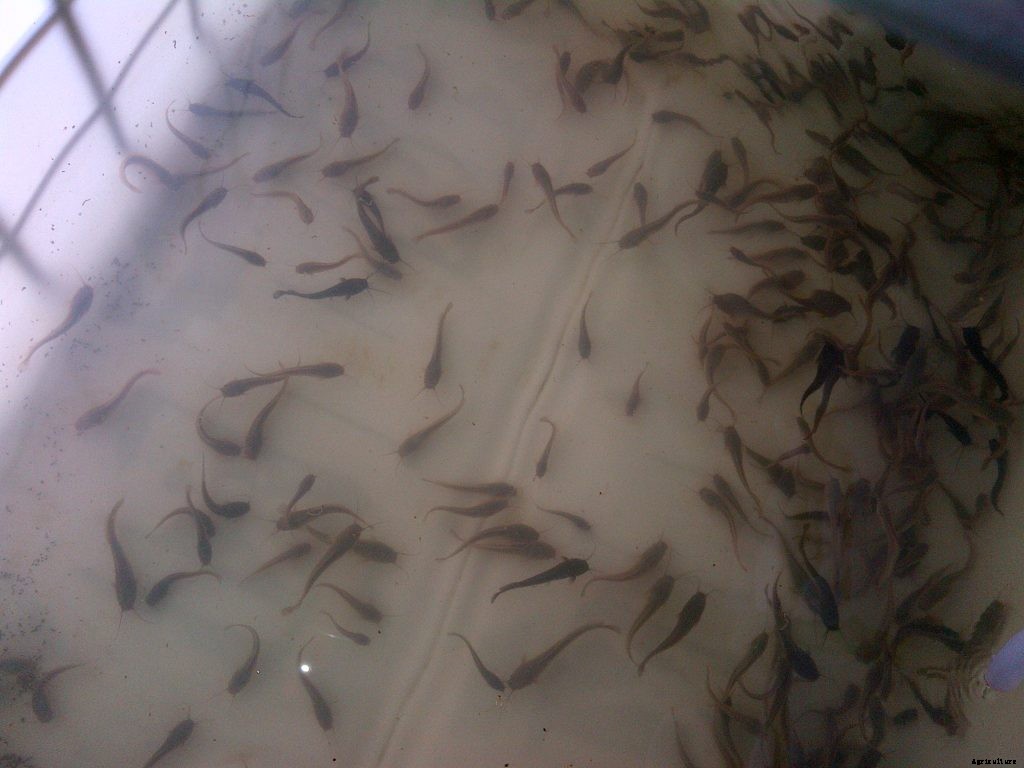 Why you should not buy 5000 catfish shooters.