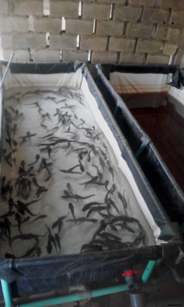 Why you should not buy 5000 catfish shooters.