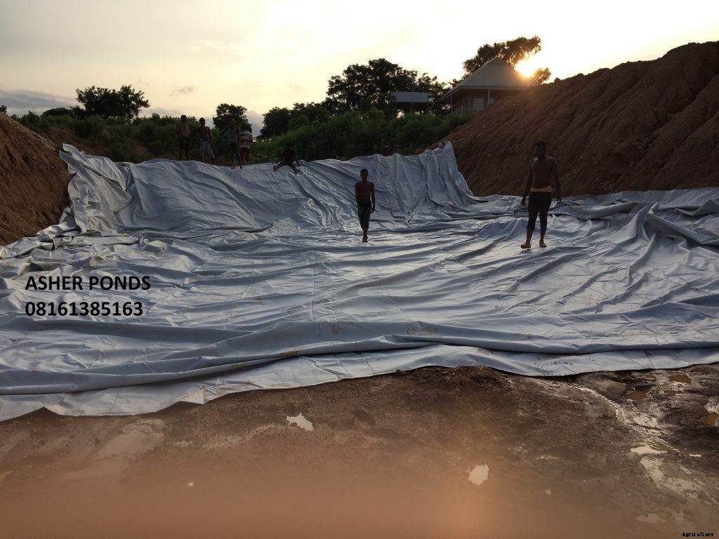 How to line your pond with tarpaulin in Nigeria.
