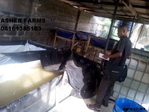 Identifying the best Tarpaulin Fish Ponds in Nigeria