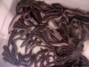 How To Know the Number of Fishes A Pond Can Take?