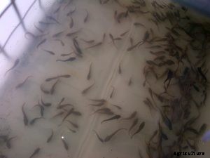 How To Know the Number of Fishes A Pond Can Take?