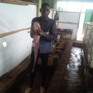 5 Things to Watch Out for Before You Buy Those Fingerlings!