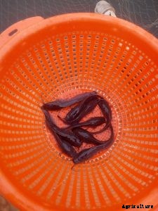 5 Things to Watch Out for Before You Buy Those Fingerlings!