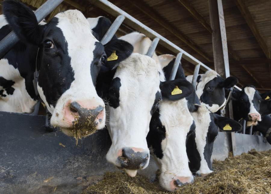 Achieving success in dairy production