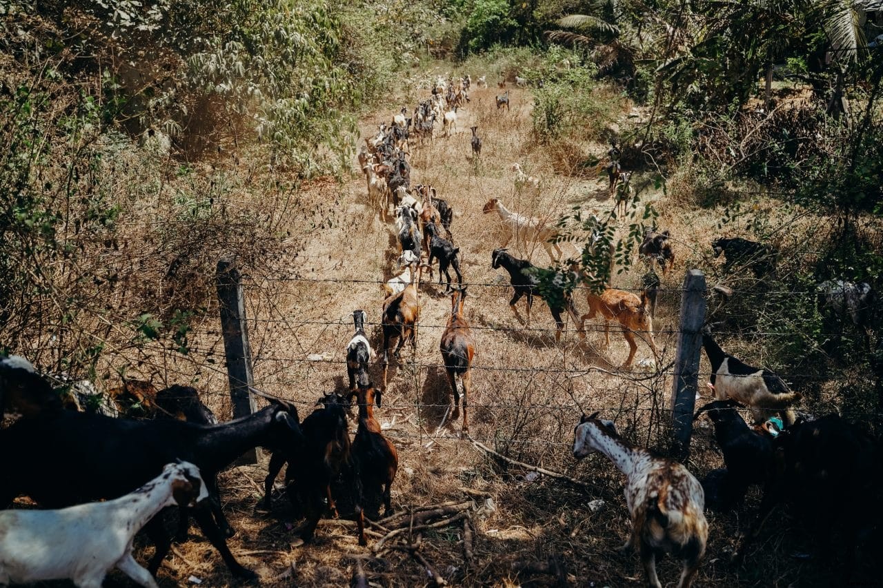 Livestock-Off-Take Program