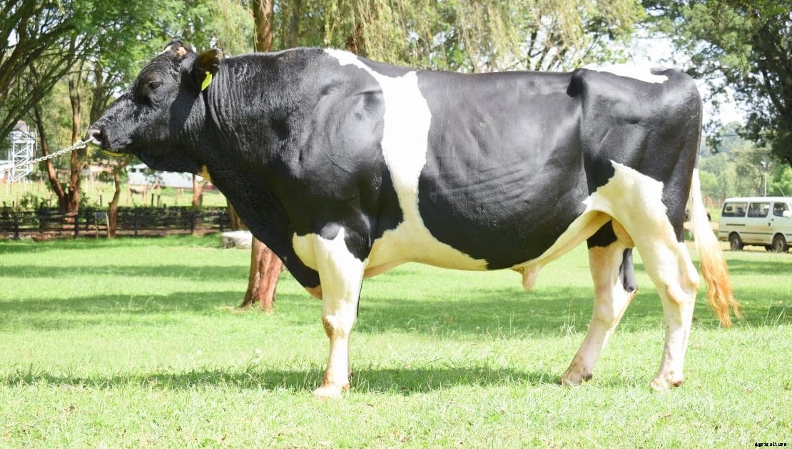 What is Embryo Transfer and why you should use it