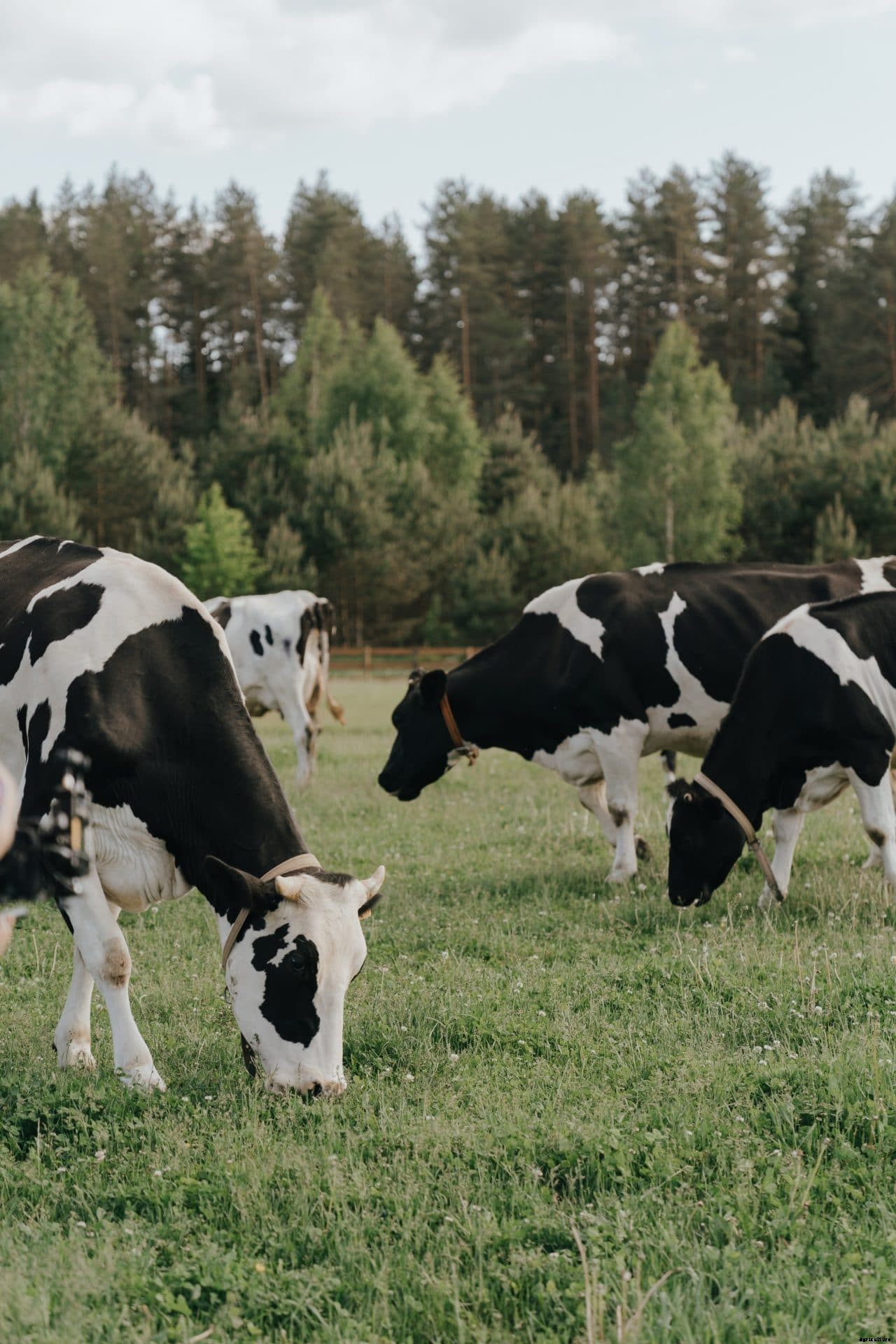 Profits in Commercial Dairy Farming