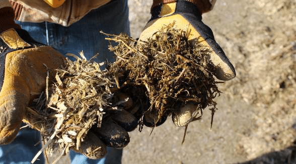 How to control mycotoxins for safer animal products