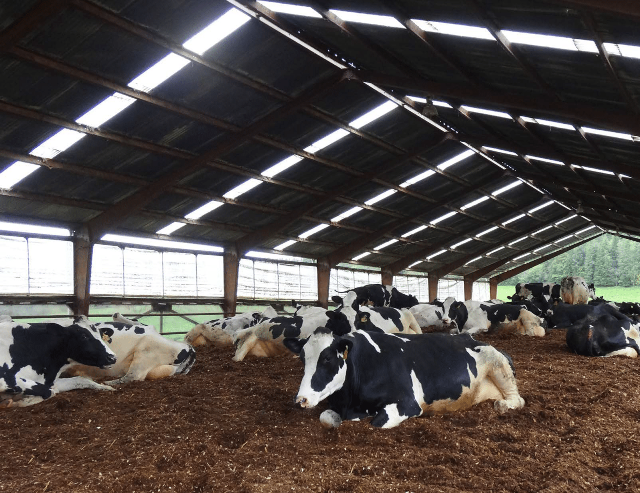 Cow comfort principles and how they help your animals
