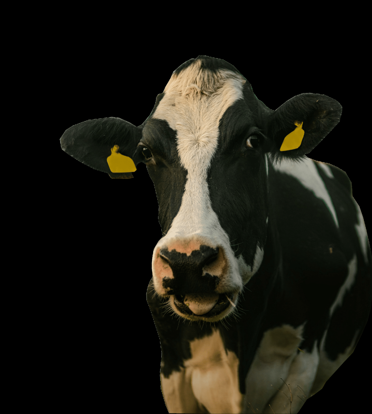 Current status of the dairy industry in Kenya